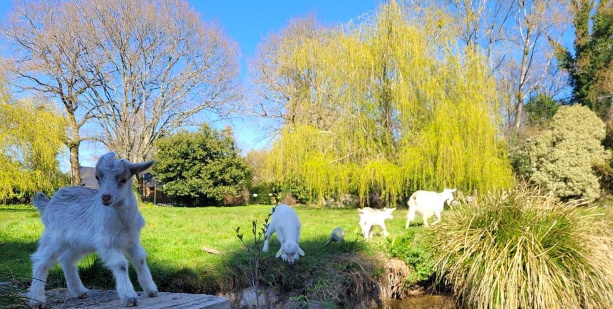 Bed and Breakfast Le Domaine Des Sources Landévant Exterior foto