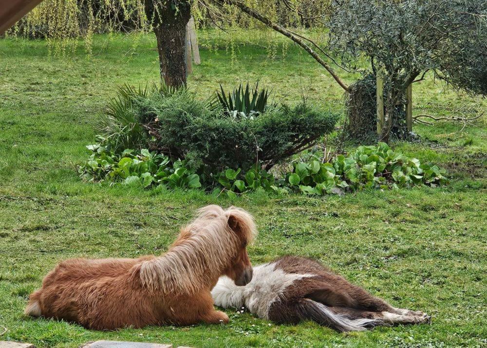 Bed and Breakfast Le Domaine Des Sources Landévant Exterior foto